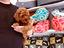 Immagine 12