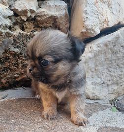 Chihuahua femminuccia MICRO dolcissima bella bella
