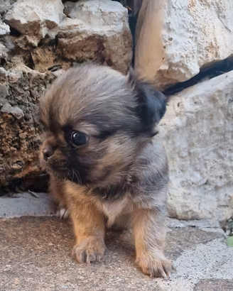 Chihuahua femminuccia MICRO dolcissima bella bella