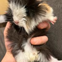 LUNA o Porcellino d'india femmina, cavia