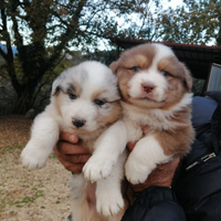 Cuccioli Pastore Australiano