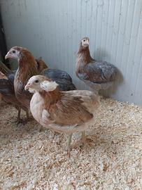 Galline