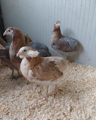 Galline