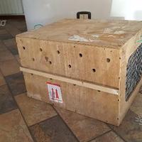 Trasportino viaggio aereo in legno cassa animali