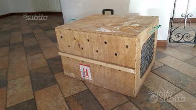 Trasportino viaggio aereo in legno cassa animali