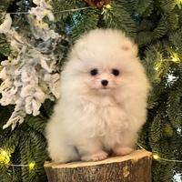 Eccellenti cuccioli di Pomerania