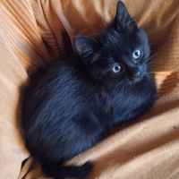 Micetto nero di 2 mesi