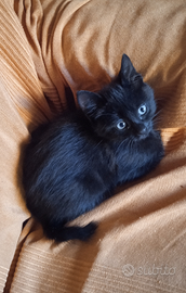 Micetto nero di 2 mesi