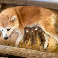 Cucciolo di Akita inu