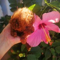 Barboncina femminuccia minitoy