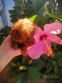 Barboncina femminuccia minitoy