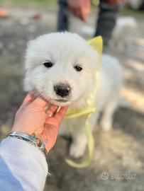 Milo - Cucciolo in adozione