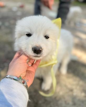 Milo - Cucciolo in adozione