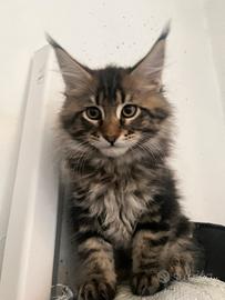 Maine coon maschio