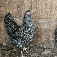 Gallo amrocks e galline barrate