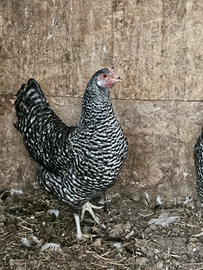 Gallo amrocks e galline barrate