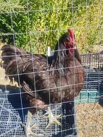 Gallo gigante jersey