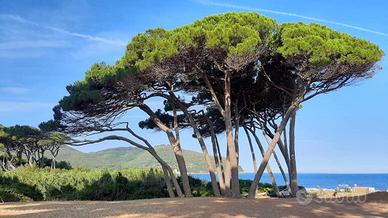 Primavera estate 2026 mare golfo di Baratti