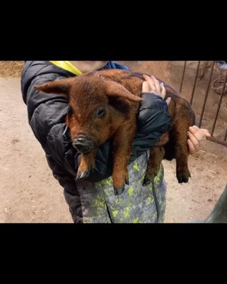 Maiali mangalica puri