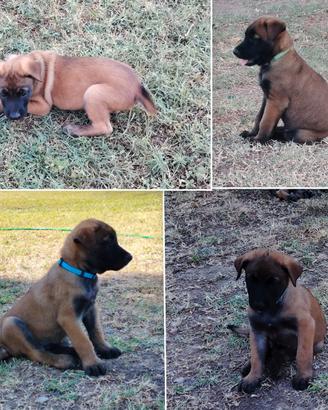 Pastore belga Malinois cuccioli