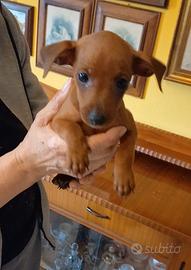 Cucciolo pinscher nano