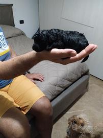 Barboncino nero