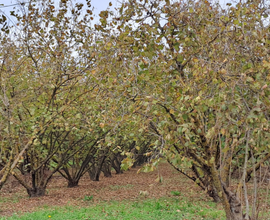 Terreno (noccioleto)