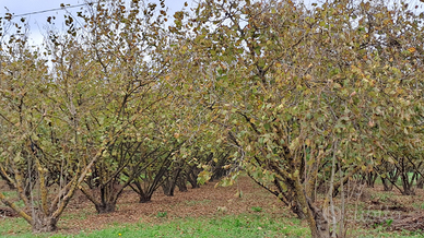 Terreno (noccioleto)