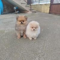 Spitz tedesco nano /Pomerania