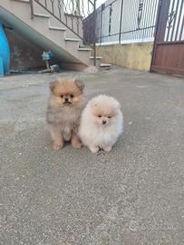 Spitz tedesco nano /Pomerania