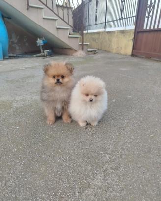 Spitz tedesco nano /Pomerania