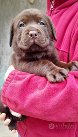 Cucciolo maschio di Labrador con Pedigree