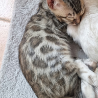 Gattina Bengala con Pedigree