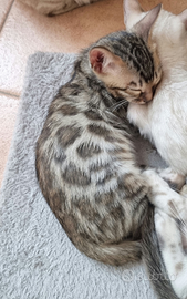 Gattina Bengala con Pedigree