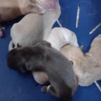 Chihuahua incrocio pincher