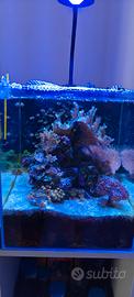 Acquario marino