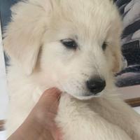 Cucciolo di maremmano in adozione