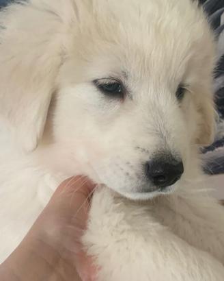 Cucciolo di maremmano in adozione