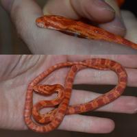 Serpenti del grano