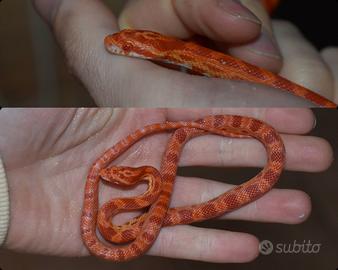 Serpenti del grano