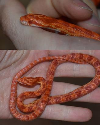 Serpenti del grano