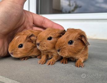Cuccioli cavia English Shorthair