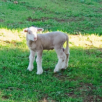 Agnello Merinos