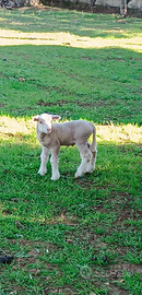 Agnello Merinos