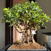 Bonsai Ficus Retusa 38 Cina