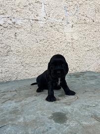 Cuccioli di cocker