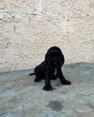 Cuccioli di cocker