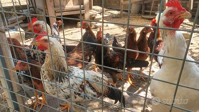 Galletti e galline giovani