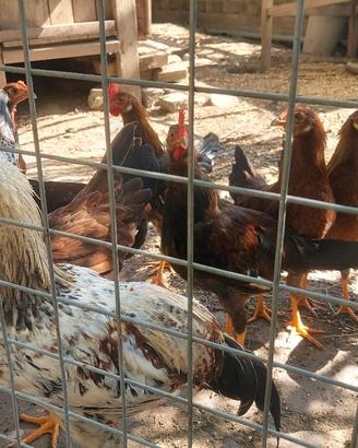 Galletti e galline giovani