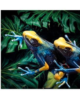 Dendrobates Tinctorius Tumucumaque XL